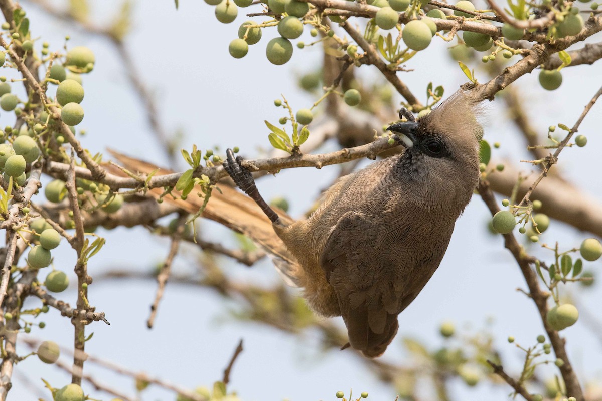 Speckled Mousebird - ML145980741