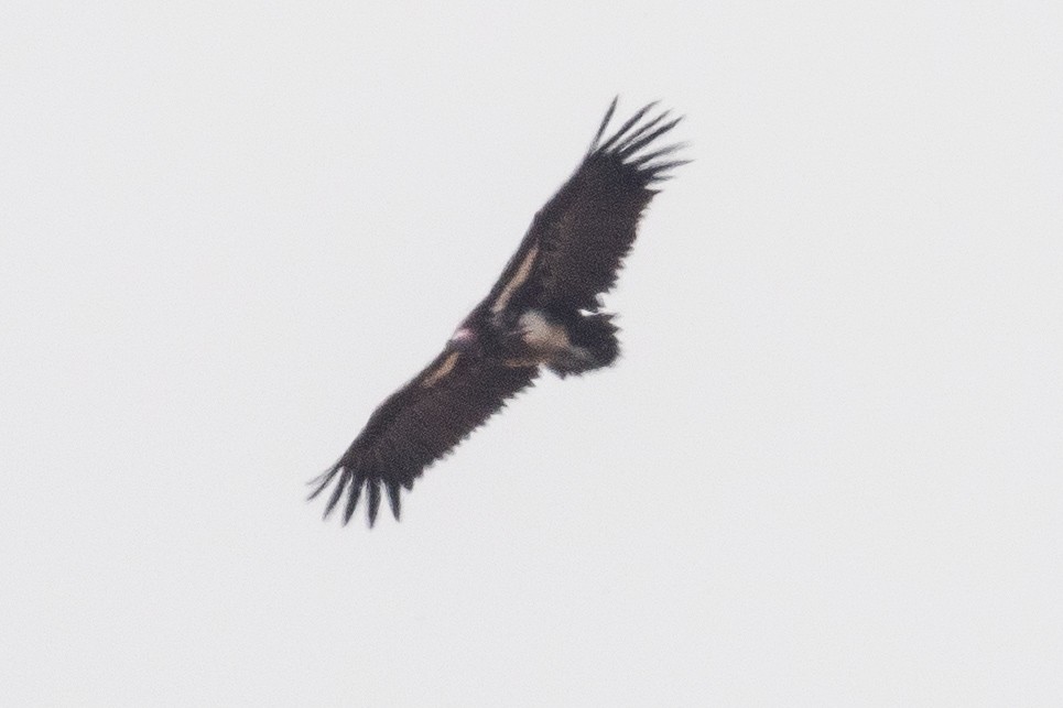Lappet-faced Vulture - ML145980871