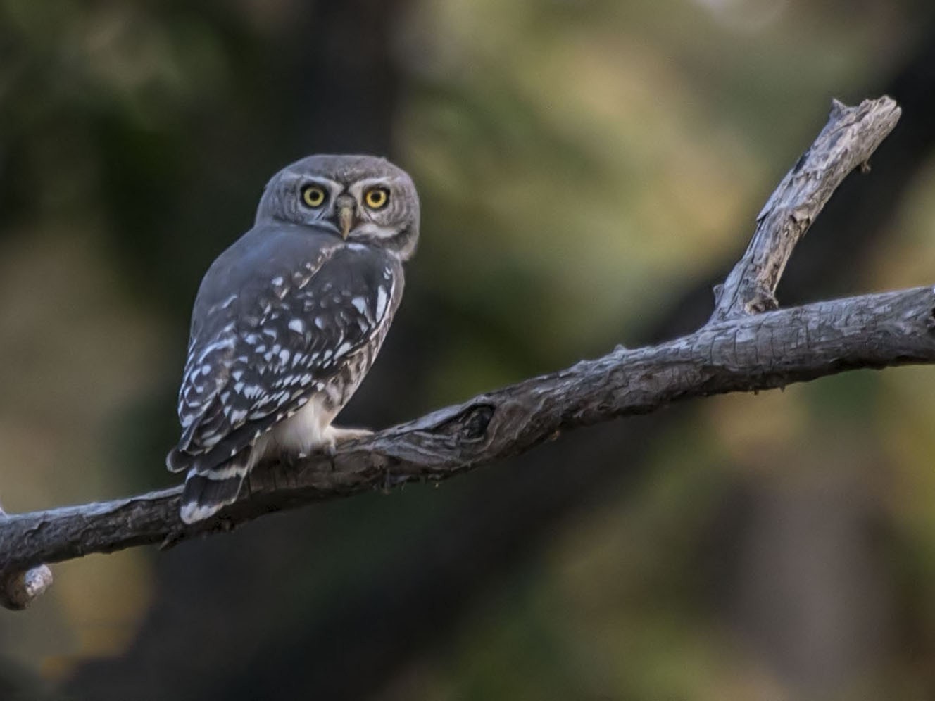 Forest Owlet - Rahul Kumar