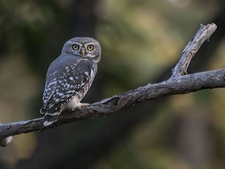  - ML145981121