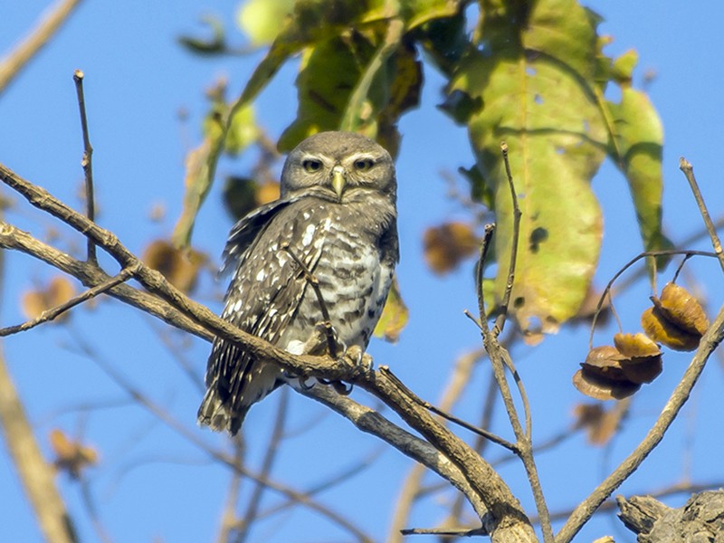 Forest Owlet - Soar Excursions