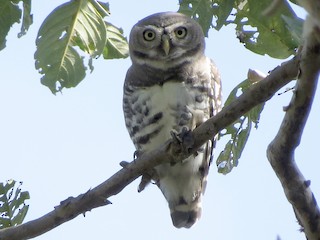  - Forest Owlet