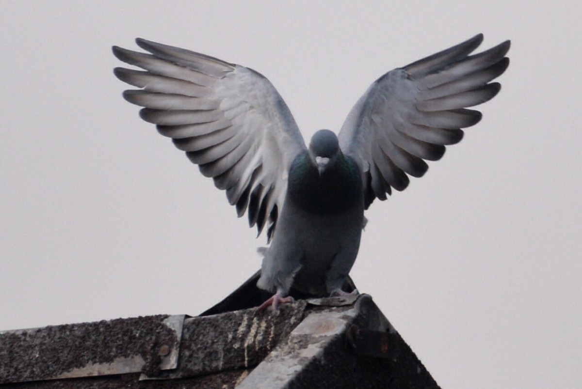 Rock Pigeon (Feral Pigeon) - Patricio Hurtado