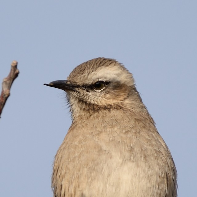Bird with bill deformation. - Chilean Mockingbird - 