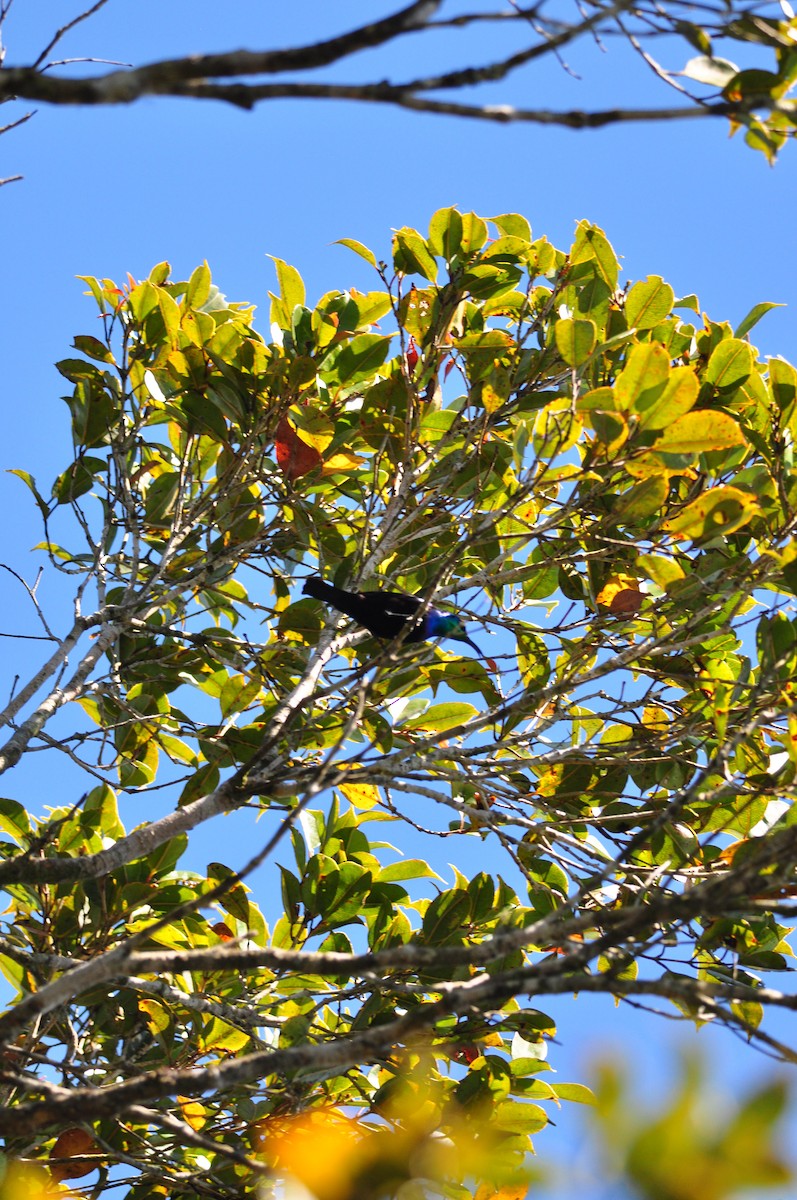 Malagasy Sunbird - ML145981911