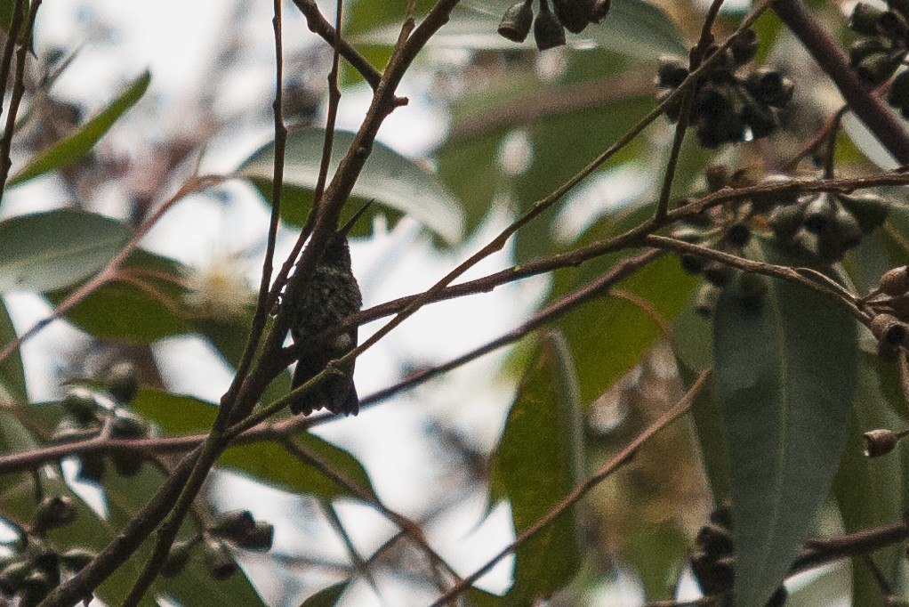 hummingbird sp. - ML145982891
