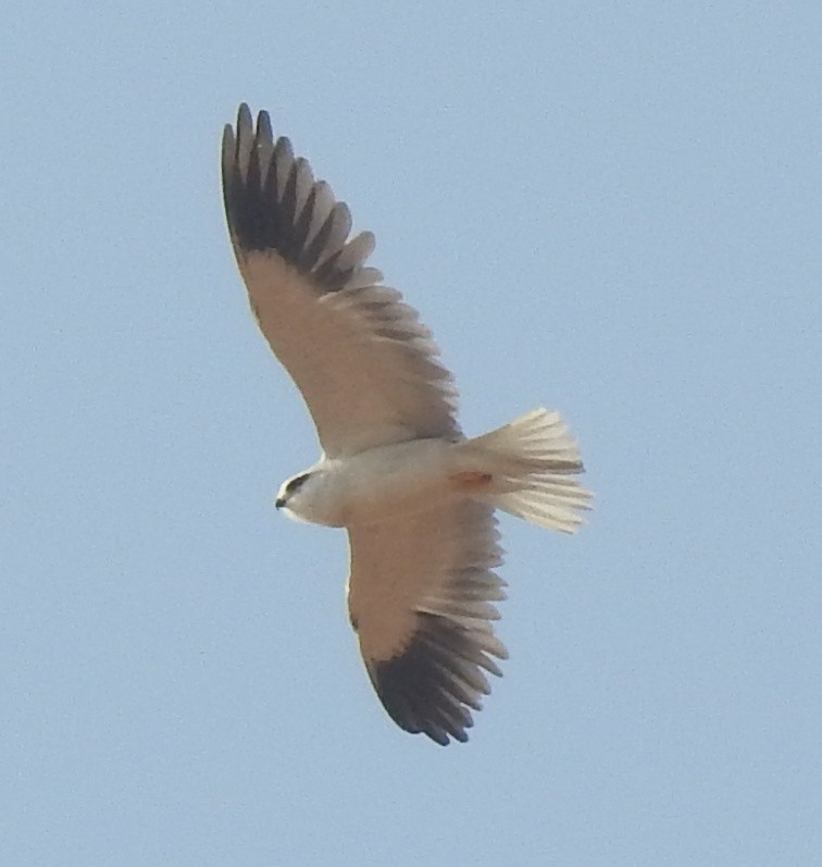 Black-winged Kite - KARTHIKEYAN R
