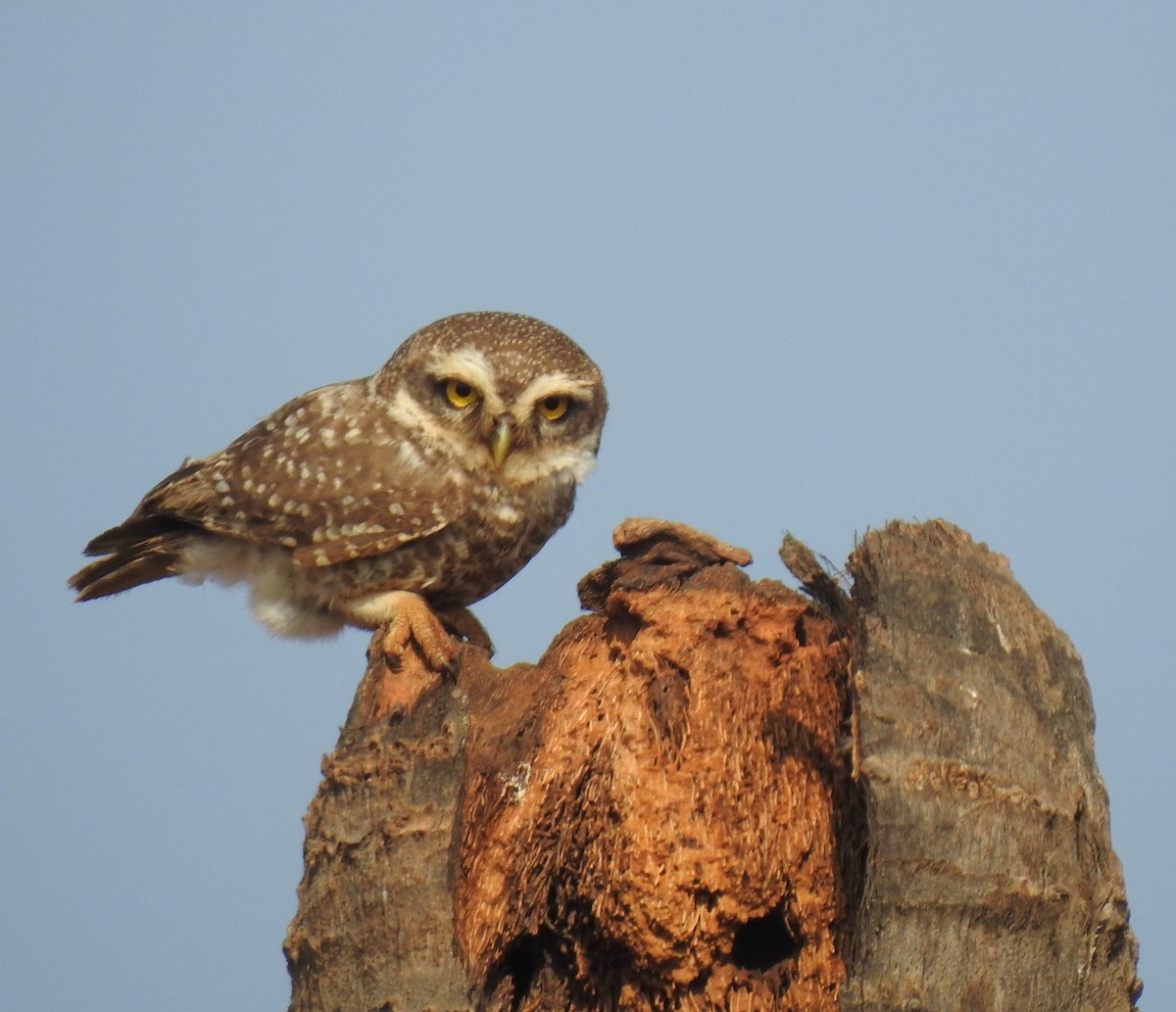 Spotted Owlet - ML145983311
