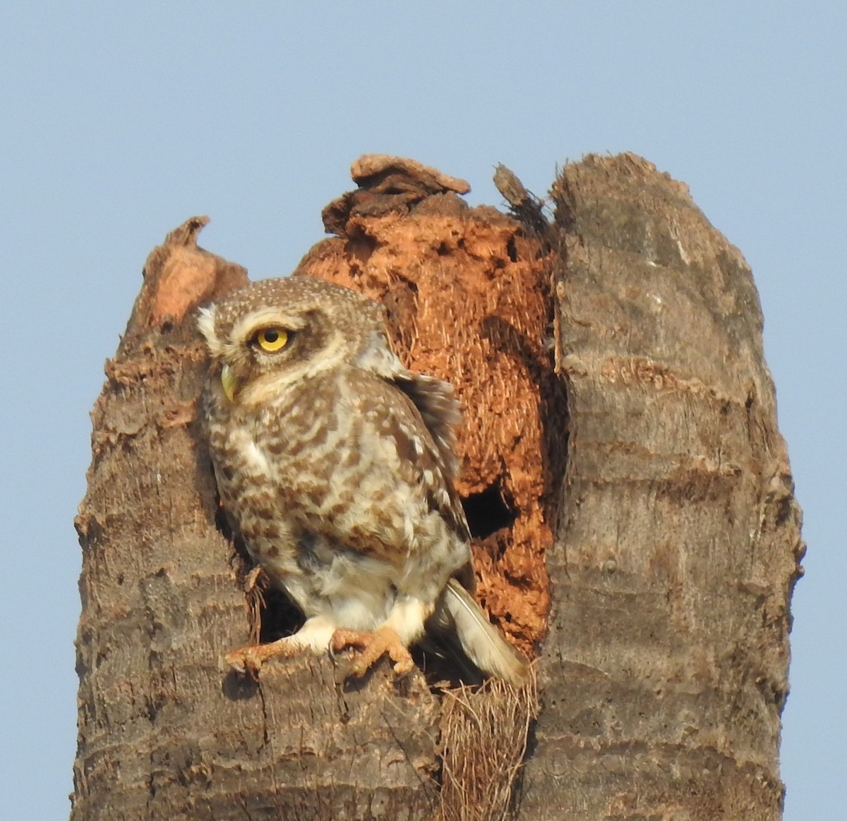 Spotted Owlet - ML145983321