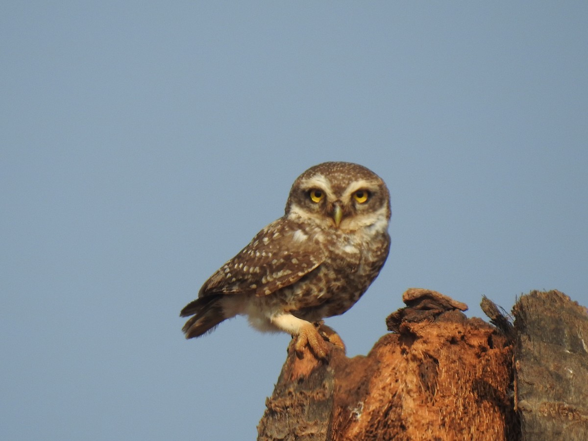 Spotted Owlet - ML145983341