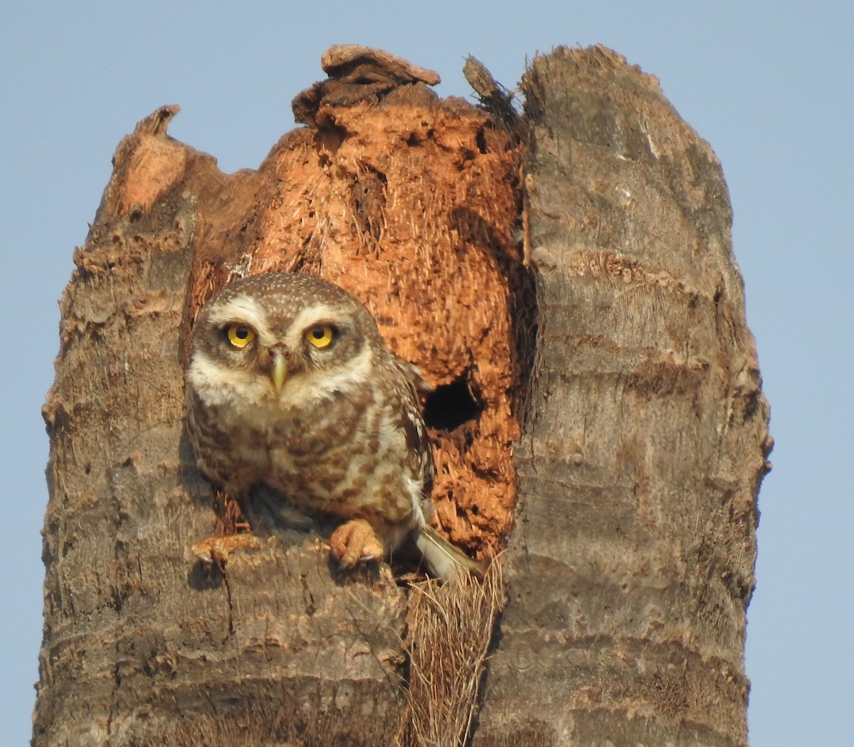 Spotted Owlet - ML145983351