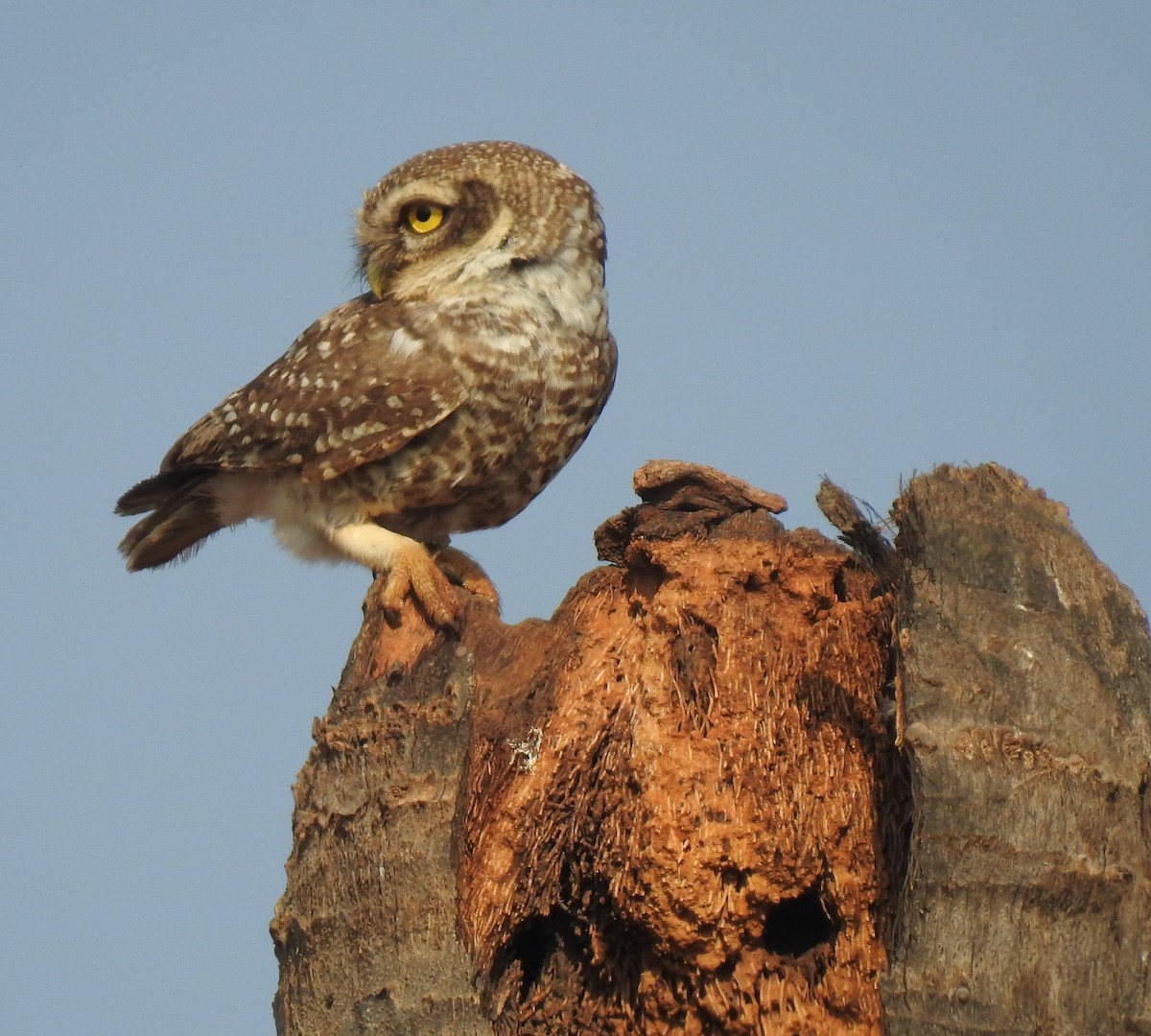 Spotted Owlet - ML145983371