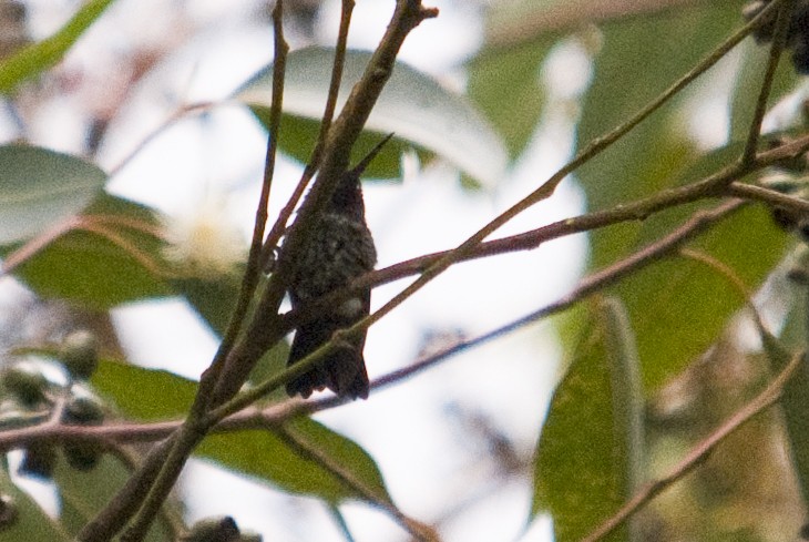 hummingbird sp. - ML145984091