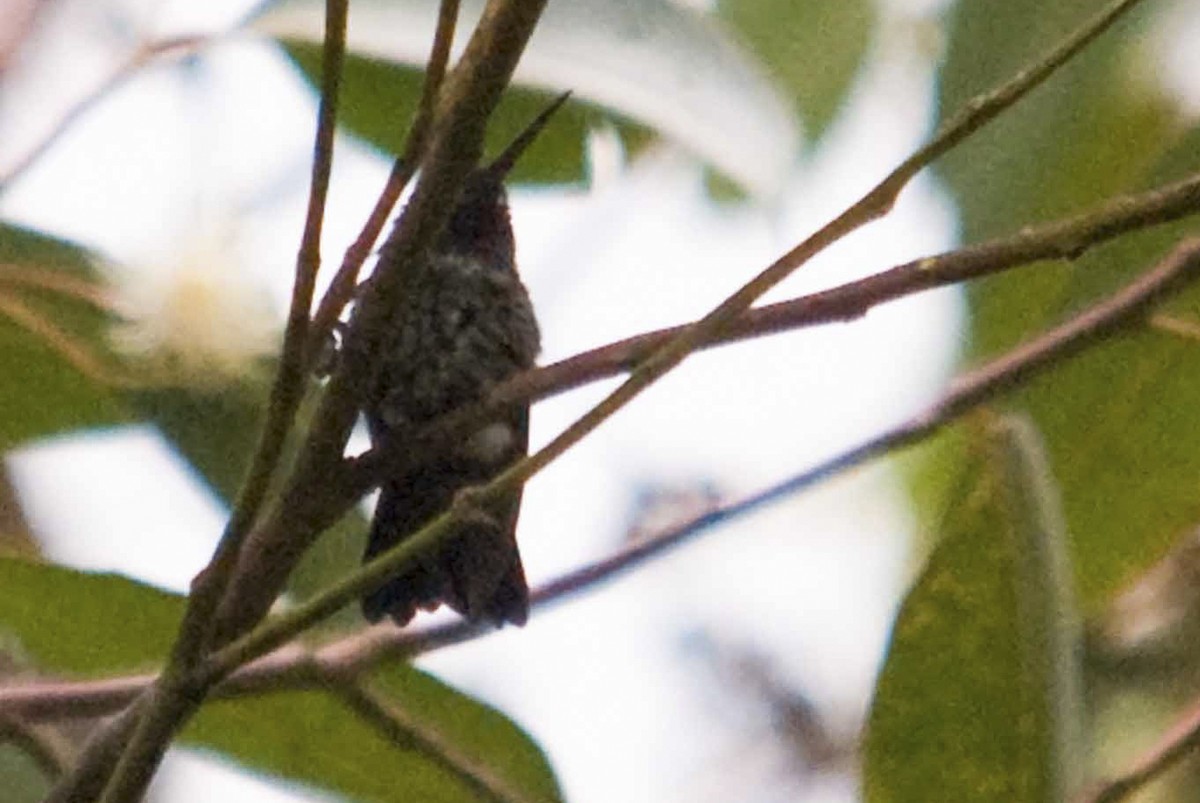 hummingbird sp. - ML145984111