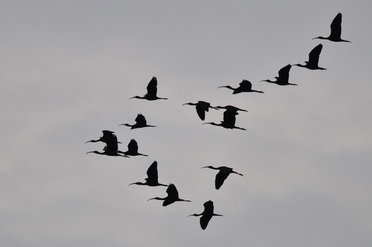 ibis hnědý - ML145984641