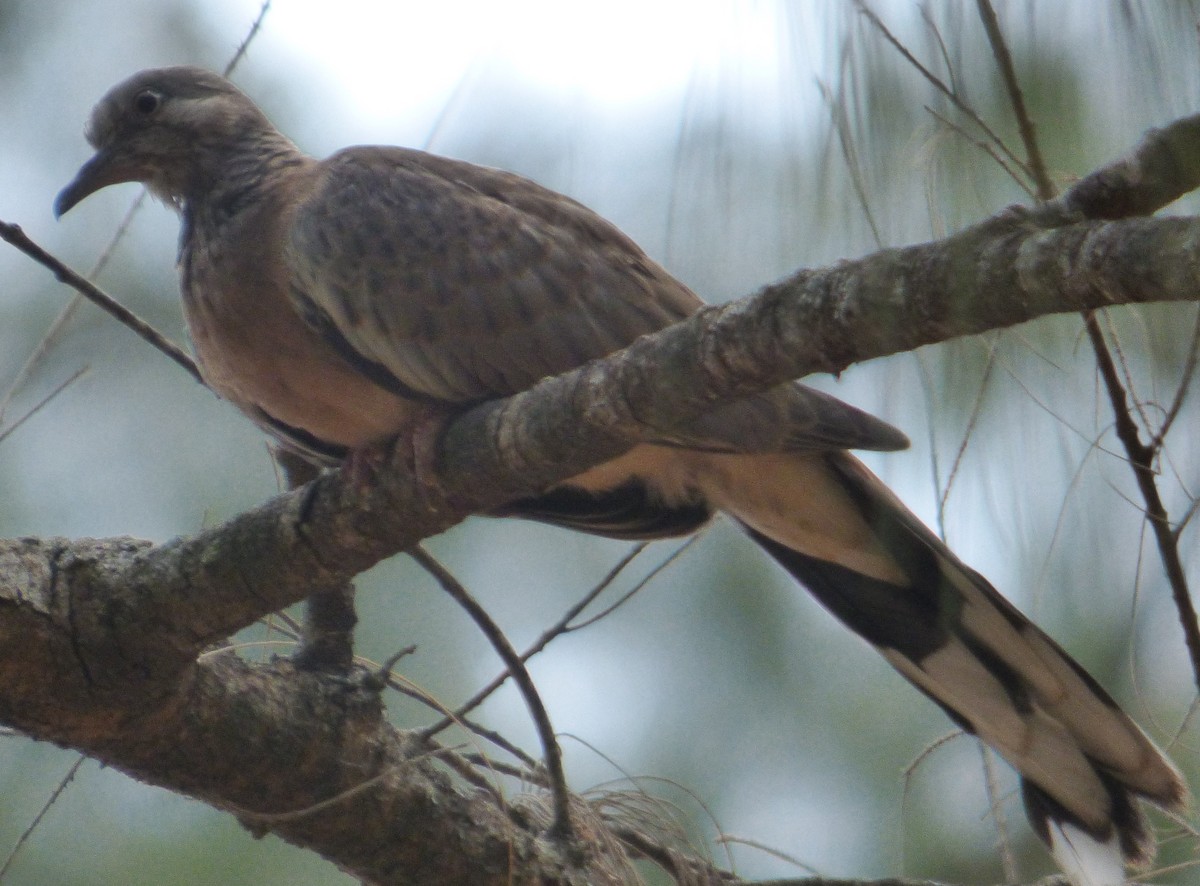Spotted Dove - ML145984661