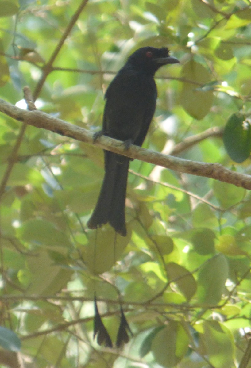 Greater Racket-tailed Drongo - ML145984941