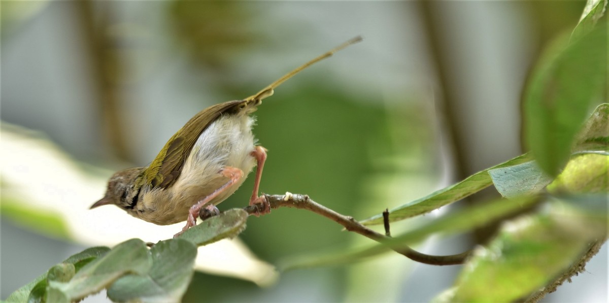 Common Tailorbird - Sajeev Krishnan