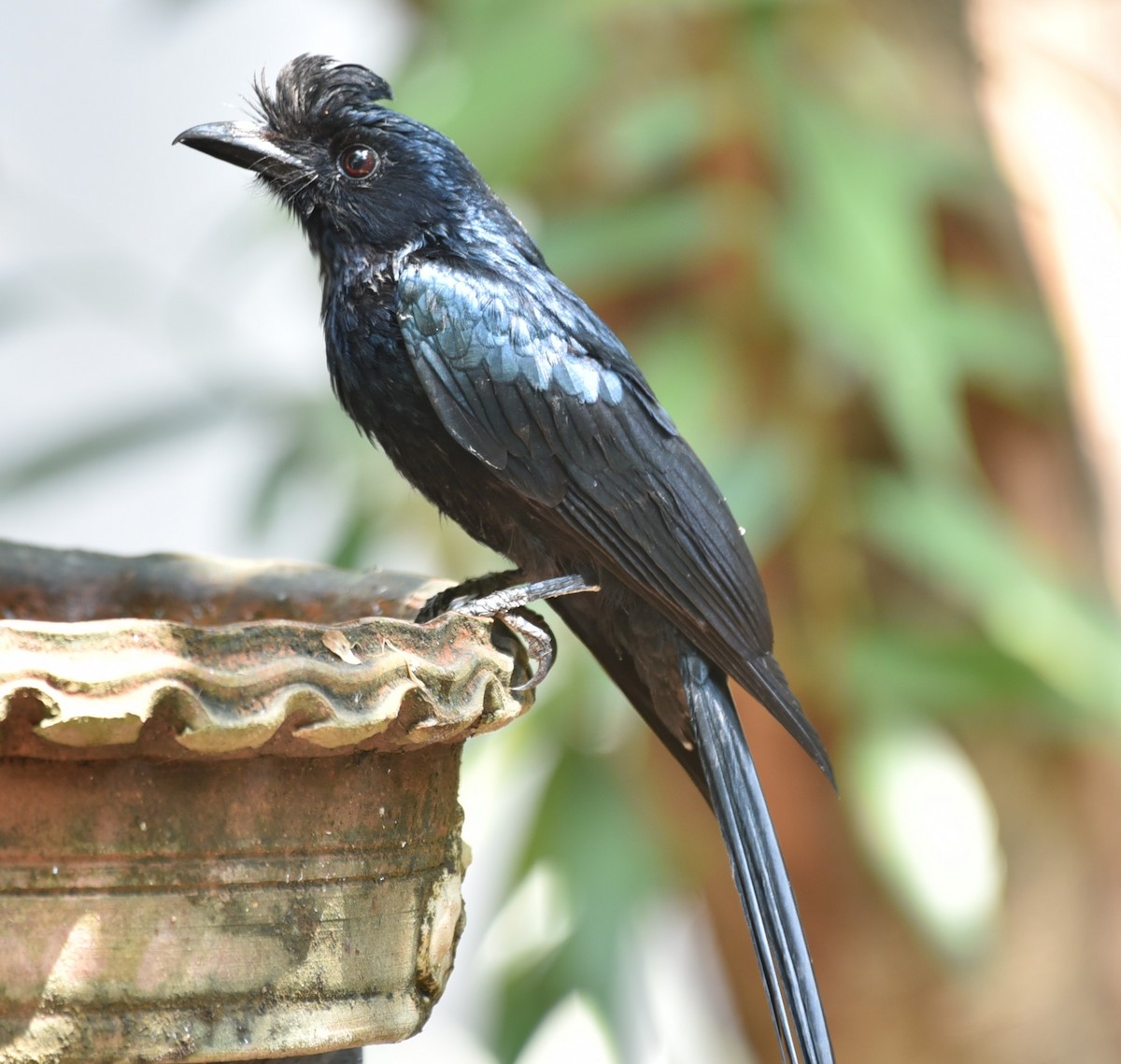 Greater Racket-tailed Drongo - ML145986381