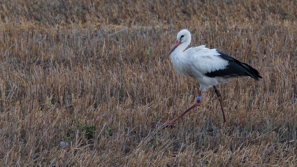 White Stork - Hans Norelius
