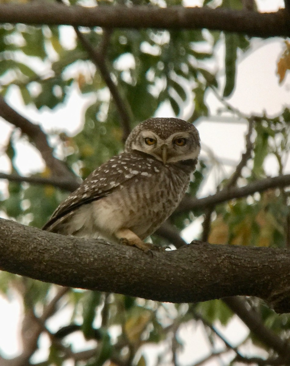 Spotted Owlet - Rick Heil