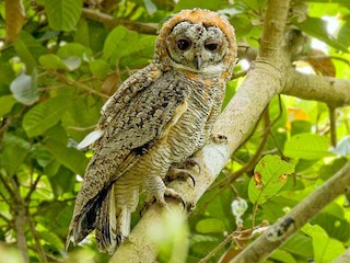  - Mottled Wood-Owl