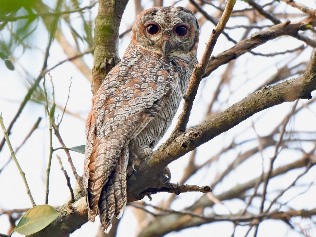 インドモリフクロウ Ebird