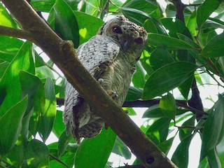  - Mottled Wood-Owl