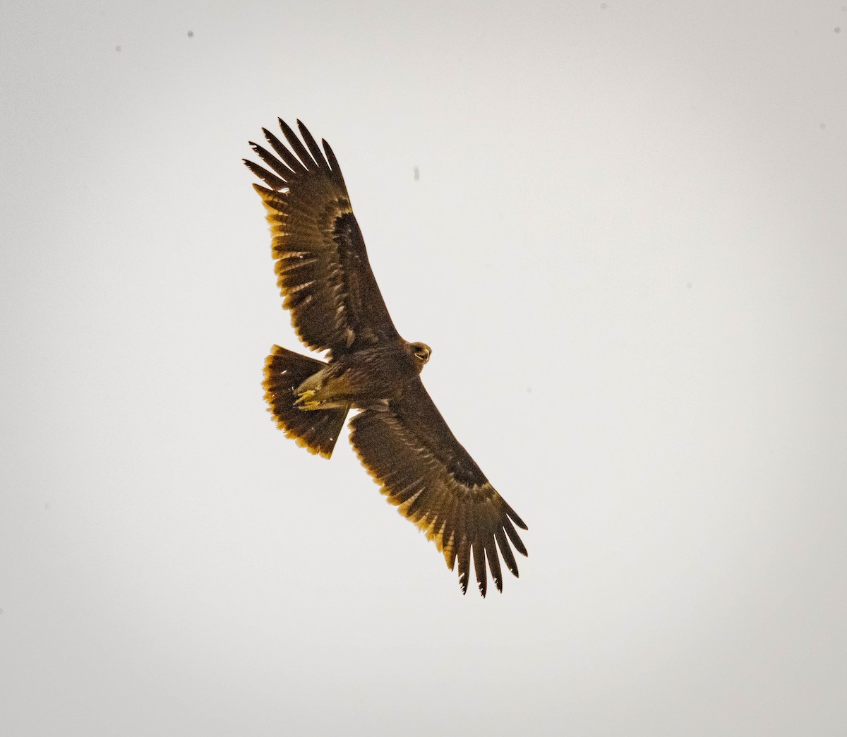 Indian Spotted Eagle - ML145990291