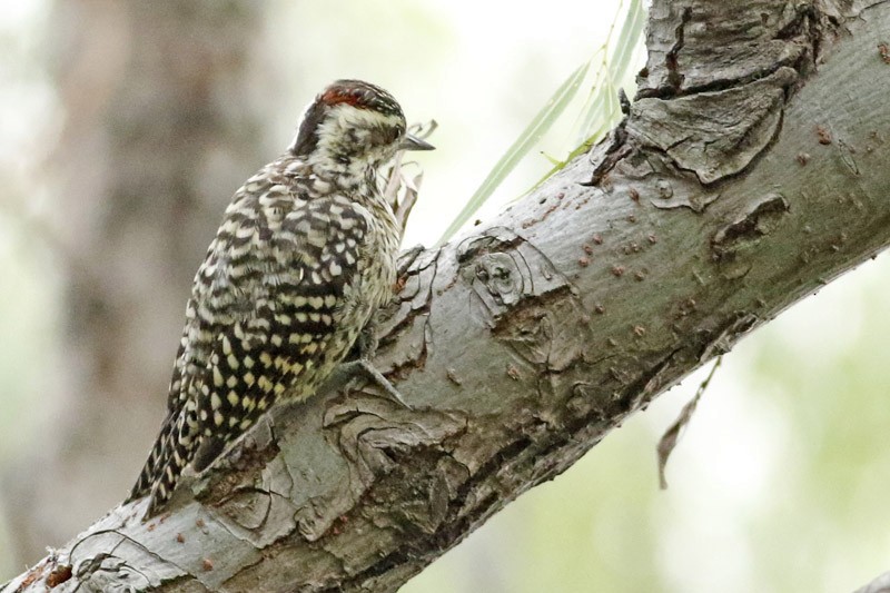 Checkered Woodpecker - J. Simón Tagtachian