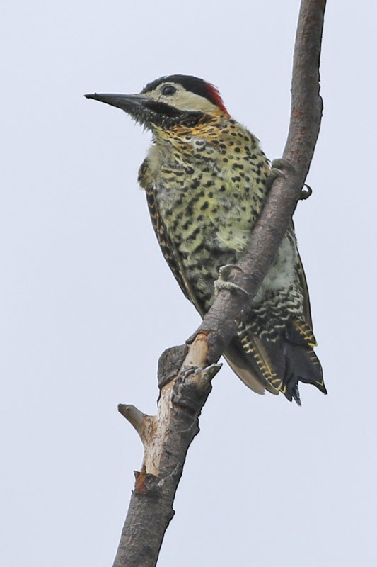 Green-barred Woodpecker - ML145990801