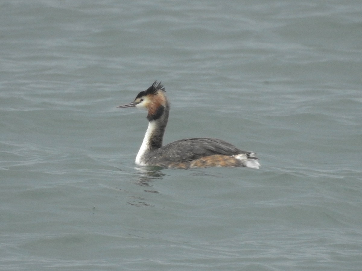 Great Crested Grebe - ML145991001