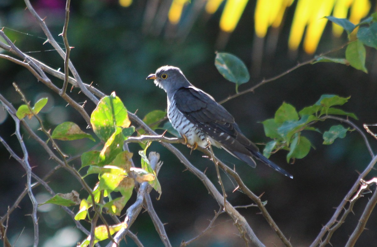 Madagascar Cuckoo - Manuel Schwarz