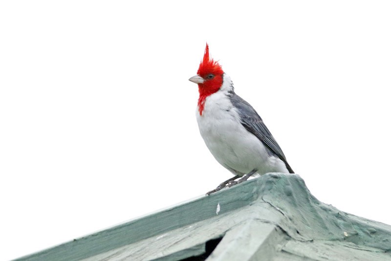 Red-crested Cardinal - ML145991201