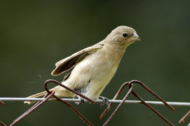 Double-collared Seedeater - ML145991271