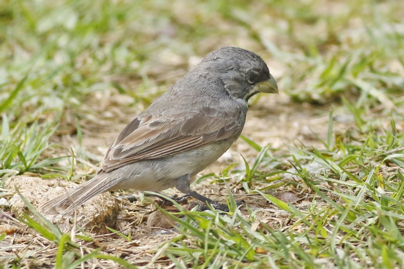 Double-collared Seedeater - ML145991281