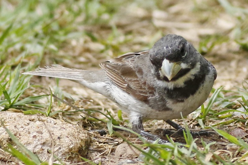 Double-collared Seedeater - ML145991301