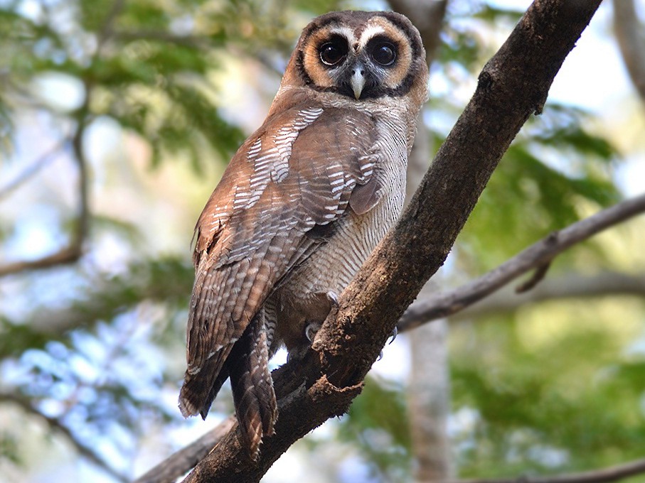 Brown Wood-Owl - Yogesh  Badri