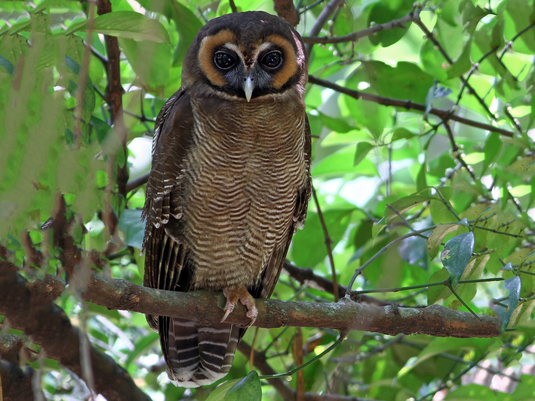 Brown Wood-Owl - eBird