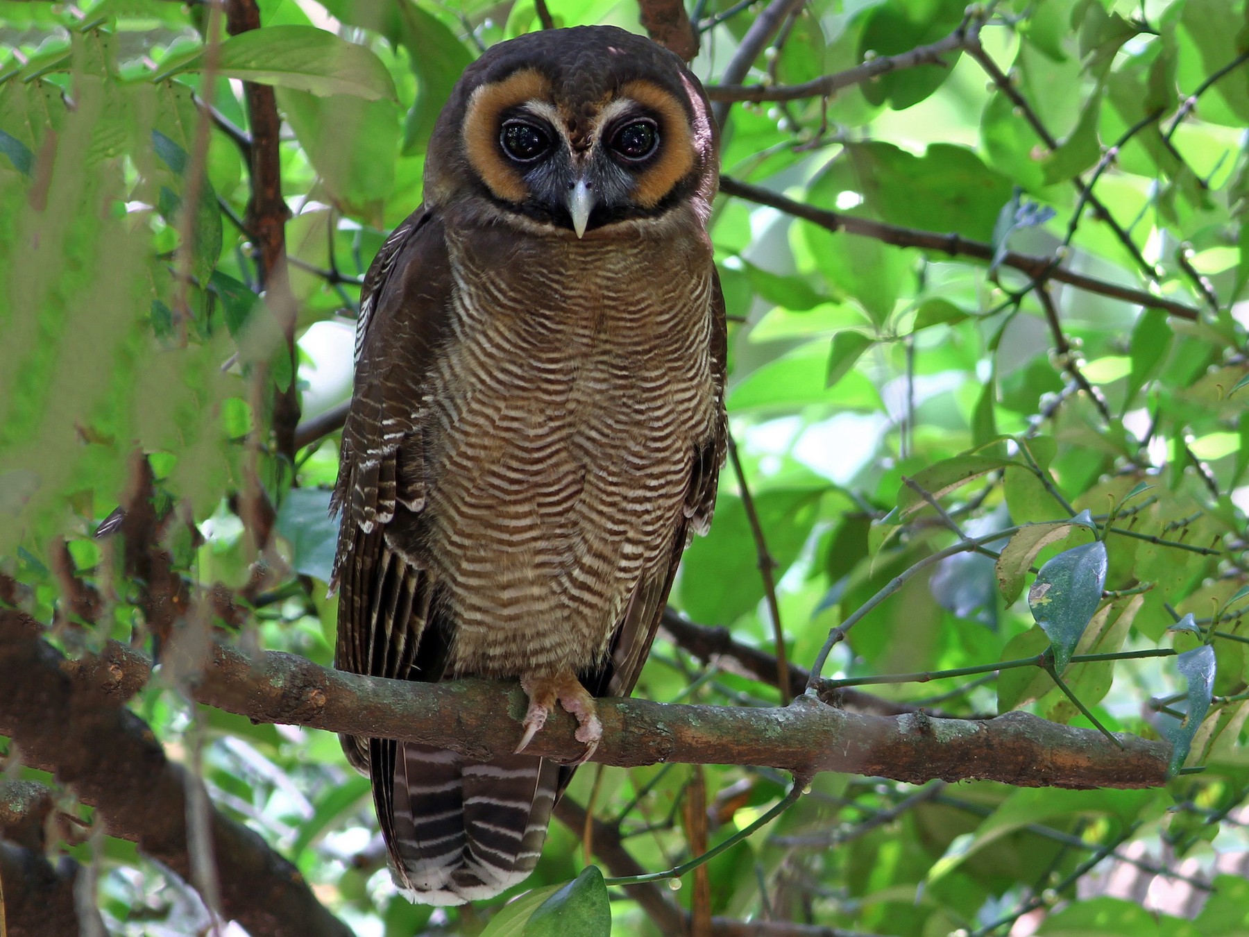 Brown Wood-Owl - Andrew Spencer