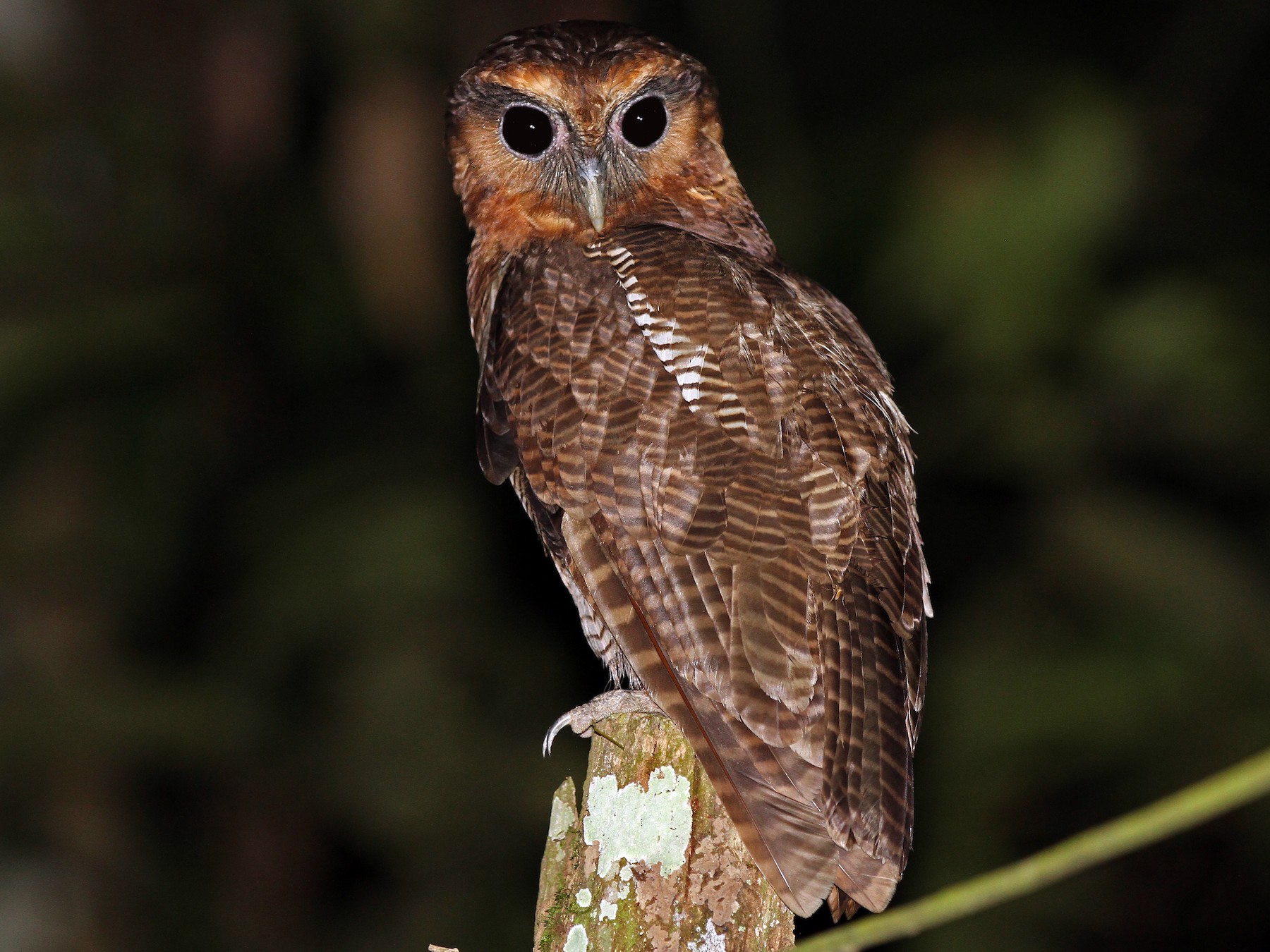 Brown WoodOwl eBird