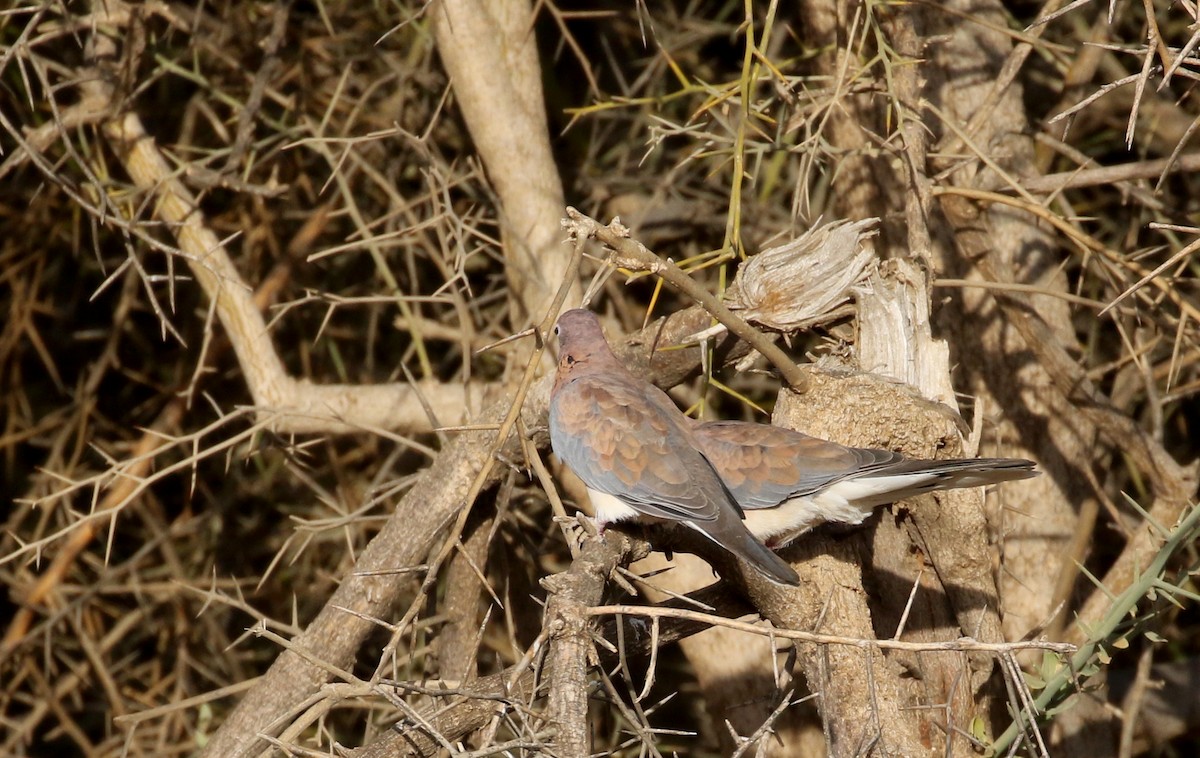 Laughing Dove - ML145996581
