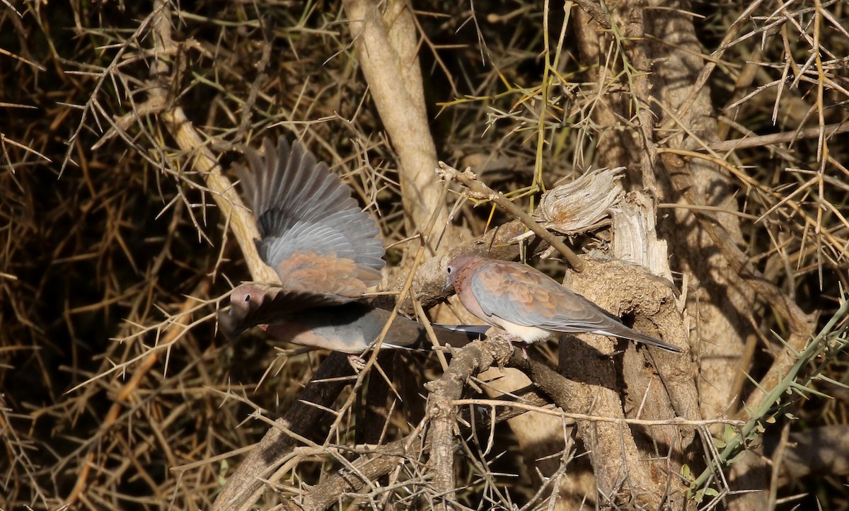 Laughing Dove - ML145996621
