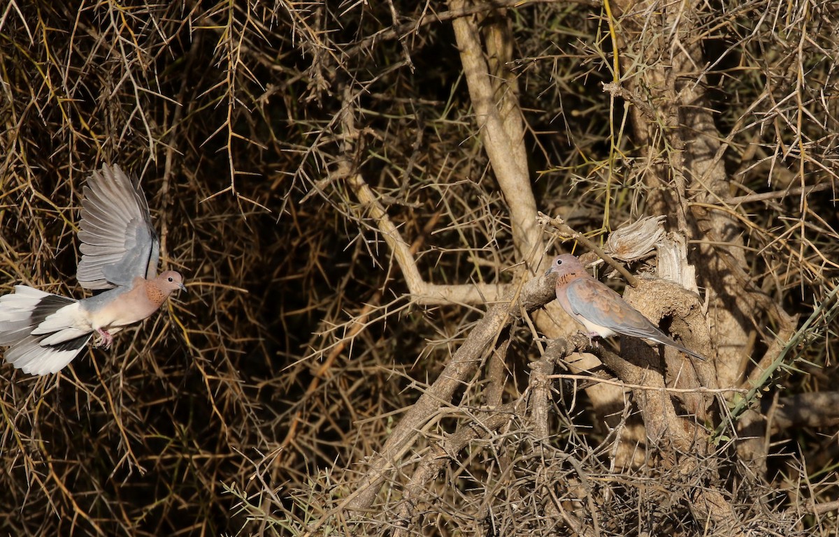 Laughing Dove - ML145996651