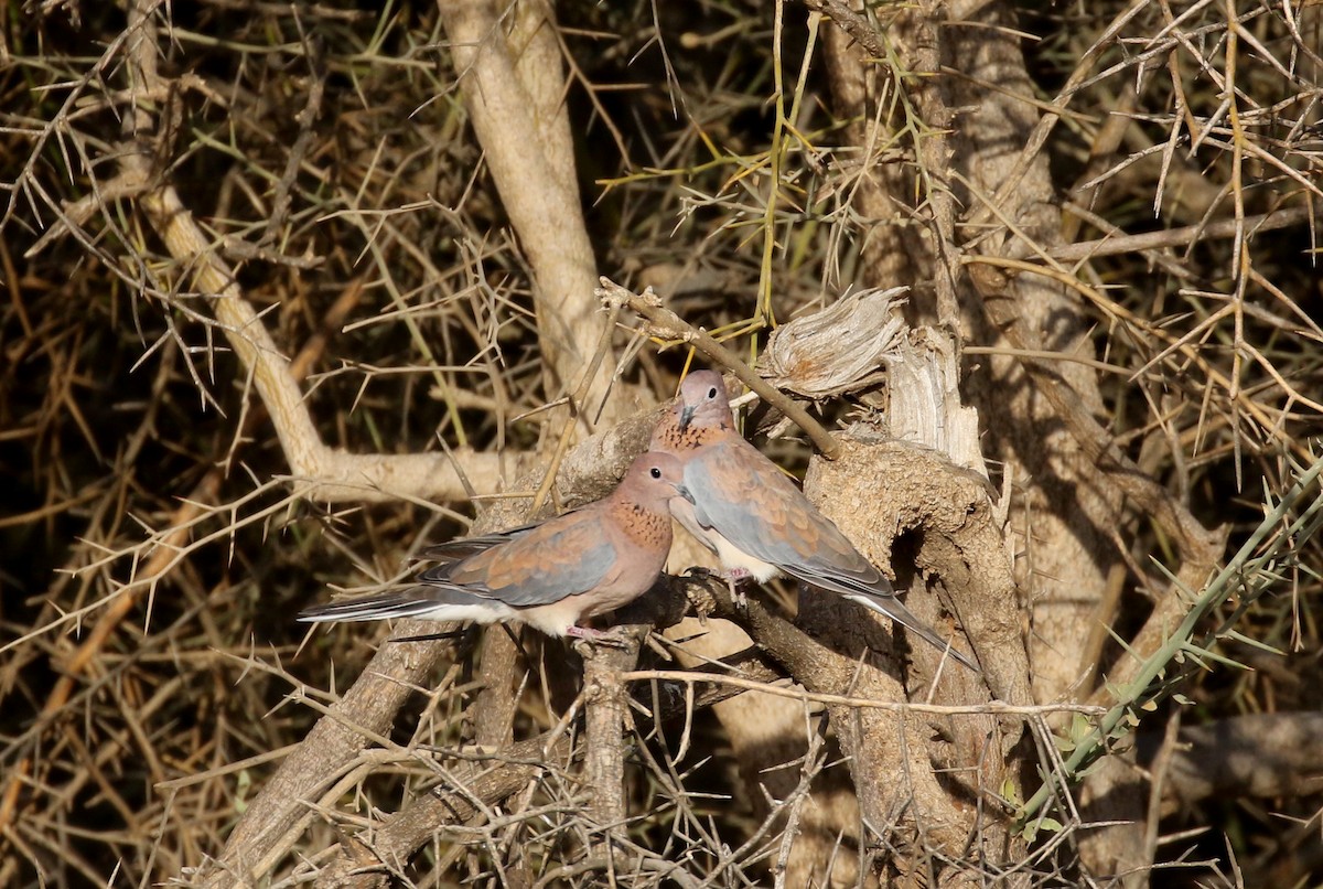 Laughing Dove - ML145996711