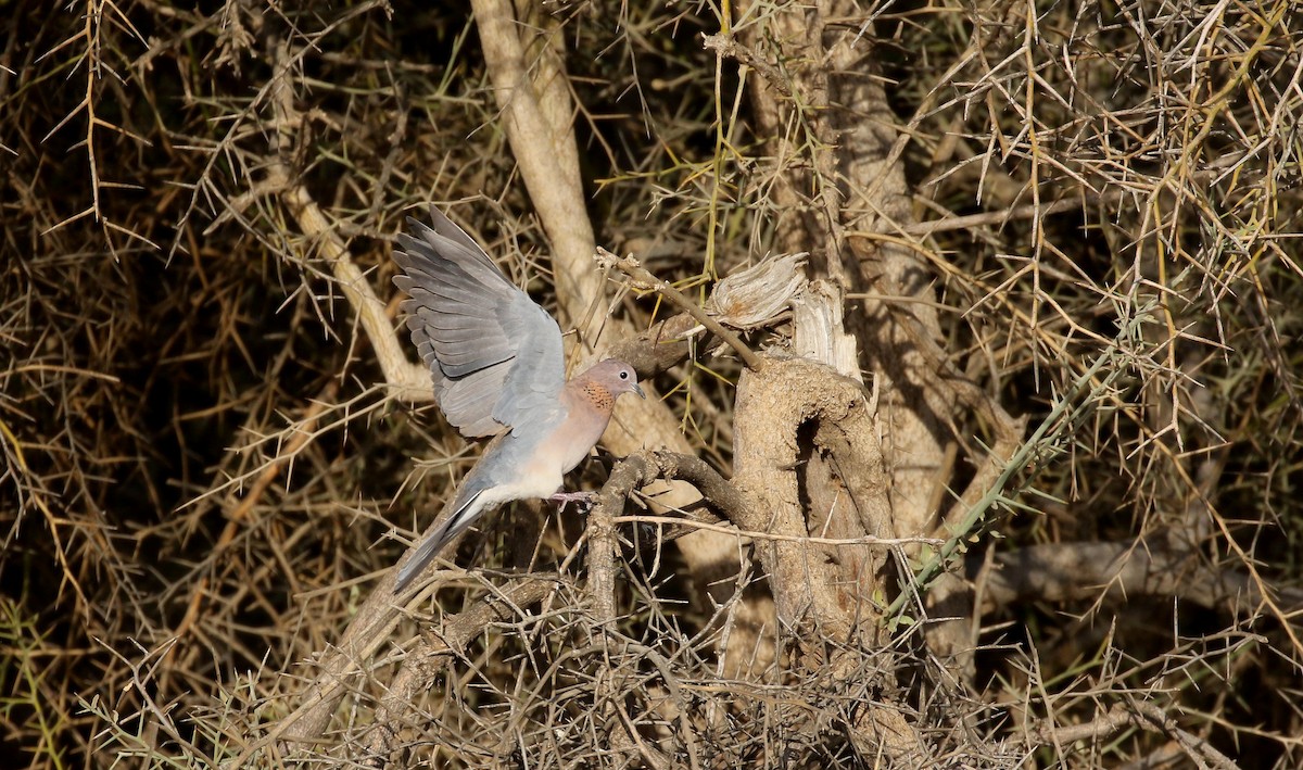 Laughing Dove - ML145996761