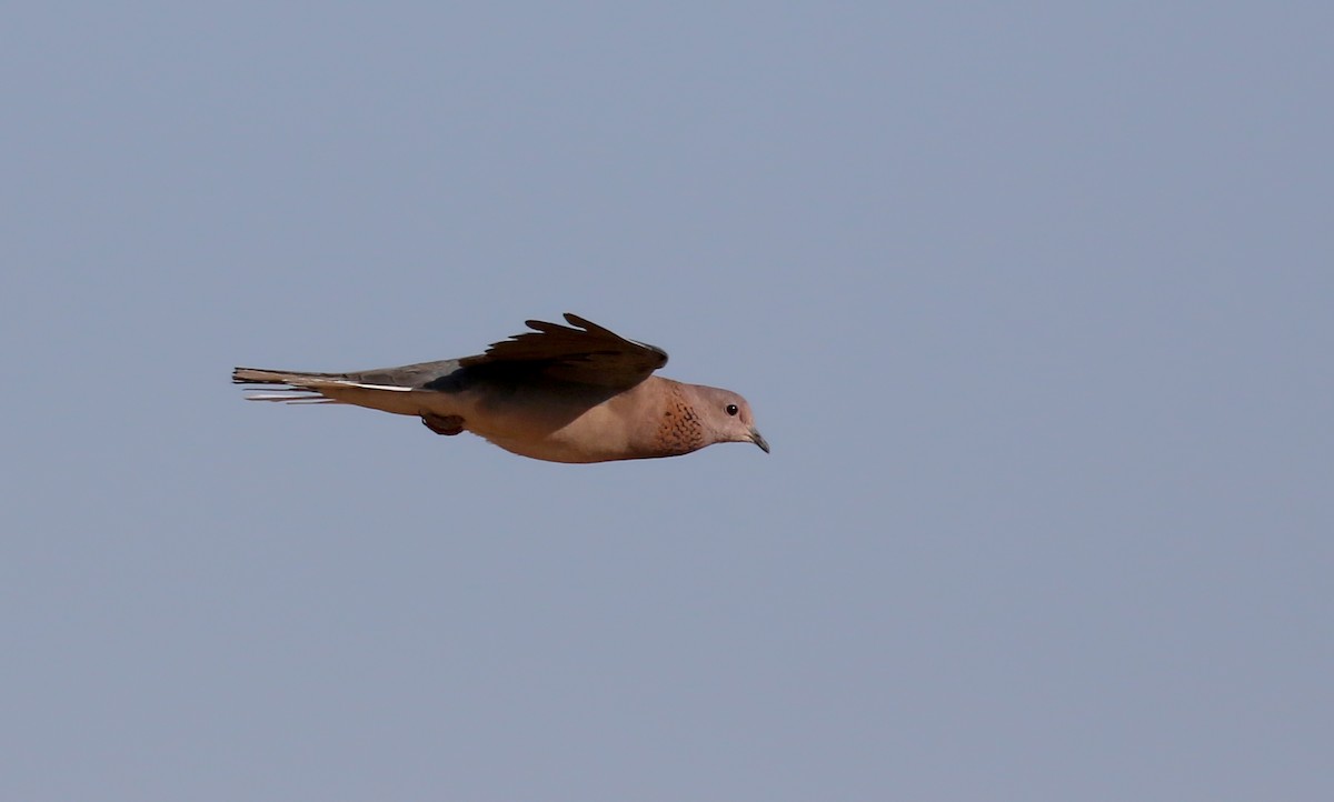 Laughing Dove - ML145997211