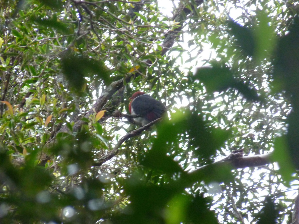 Flame-breasted Fruit-Dove - ML145997351