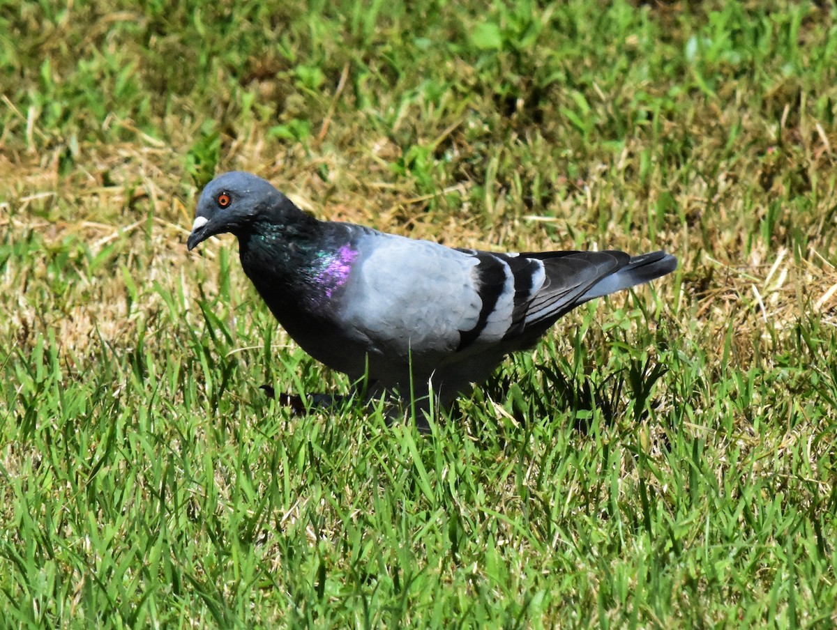 Rock Pigeon (Feral Pigeon) - ML145997621