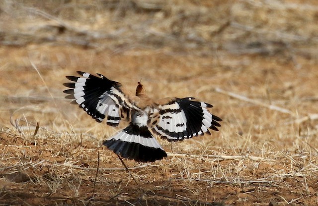 Eurasian Hoopoe (<em class="SciName notranslate">Upupa epops senegalensis</em> Group): Flight. - Eurasian Hoopoe (Central African) - 